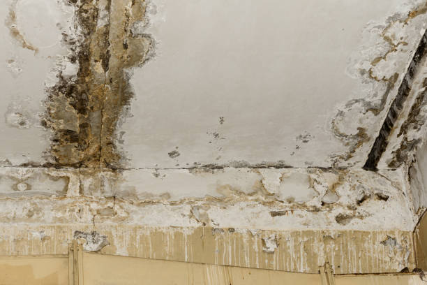 Best Air Quality Testing for Mold Spores  in Centerville, IN