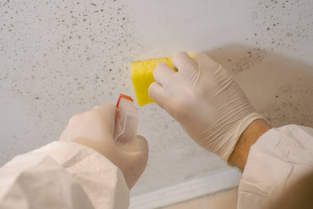 Centerville, IN Mold Removal Company
