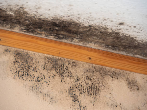 Best Forensic Mold Investigation  in Centerville, IN