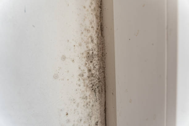 Best Environmental Consulting for Mold Prevention  in Centerville, IN